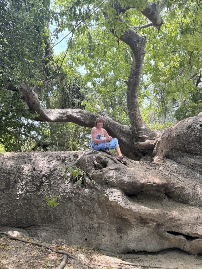 baobab nejvetsi a nejstarsi strom na zanzibaru