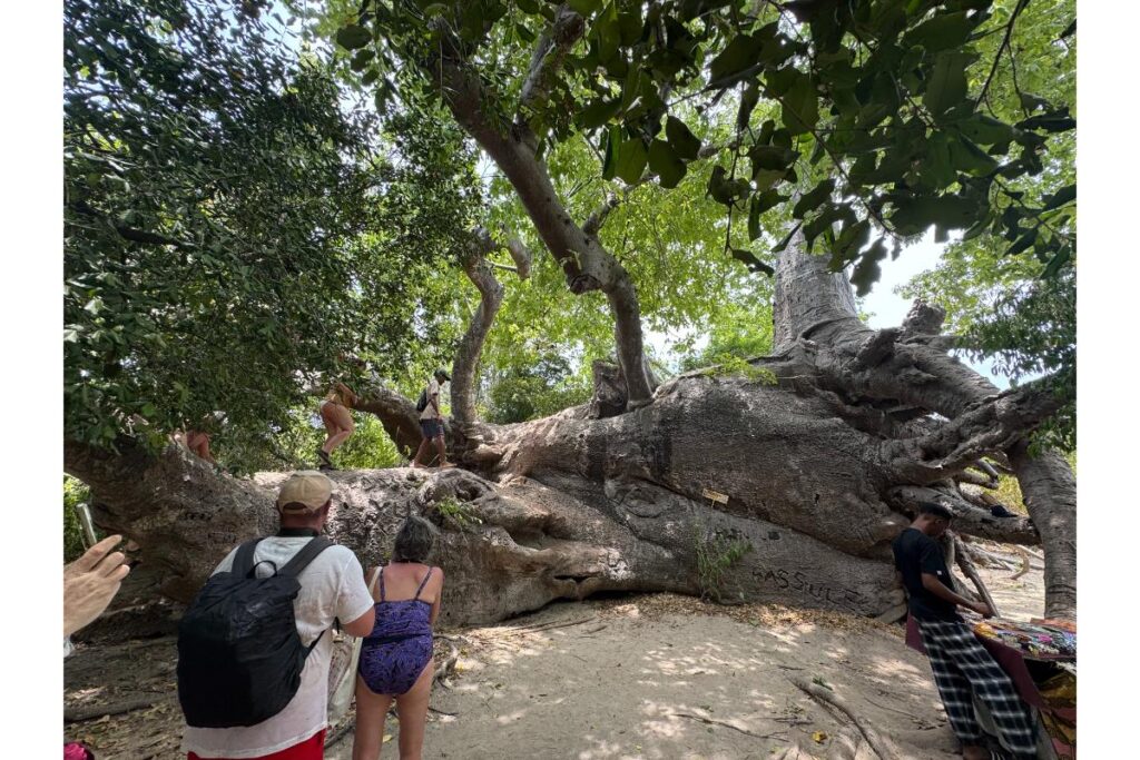 strom baobab na ostrove kwale