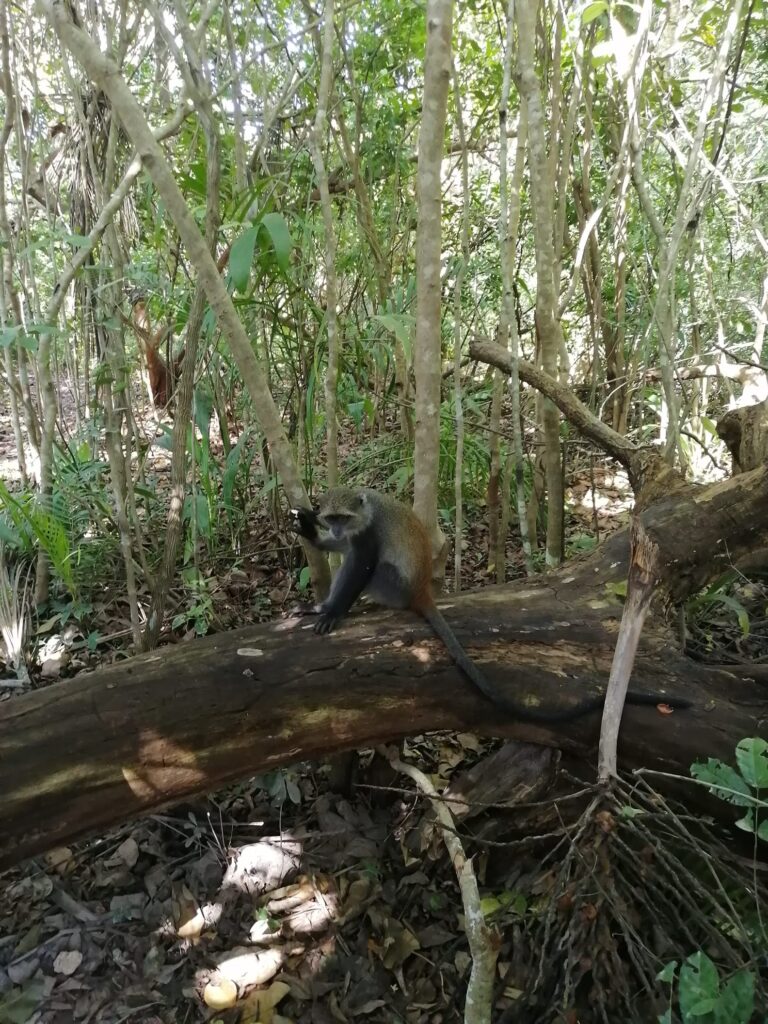 destny prales jozumi-domov cervenych guarez zanzibarskych