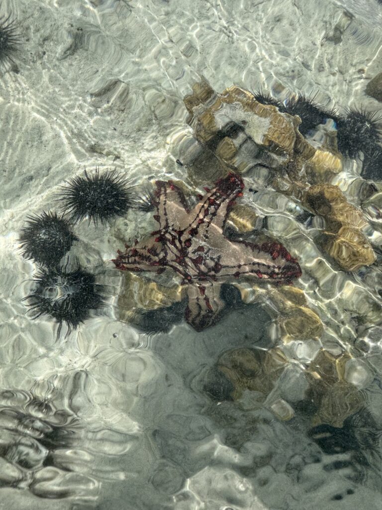 zivot pod vodou v indickém oceánu