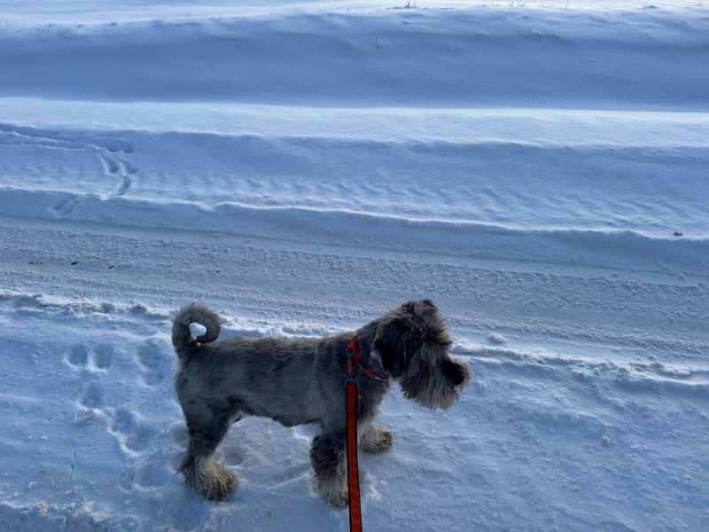 Zasněžená polní cesta při zimní vycházce se psem, klidná krajina v mrazu